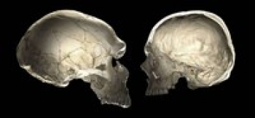 human neanderthal CT computed tomography