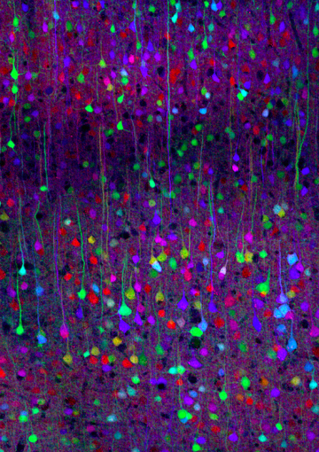 Image by Tamily Weissman.  The Brainbow mouse was produced by Livet J, Weissman TA, Kang H, Draft RW, Lu J, Bennis RA, Sanes JR, Lichtman JW.  Nature (2007) 450:56-62