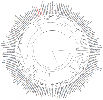 phylogeny