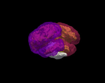 Seal brain