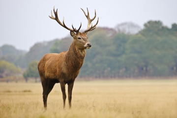 Red deer