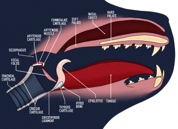 Seal_Larynx_Labels_British