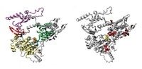 CHD3 protein mutations Thumbnail