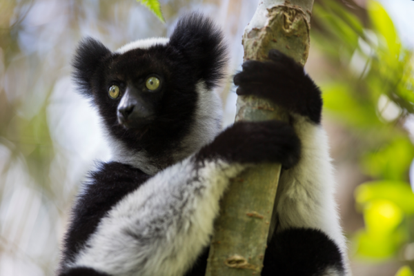 That primate’s got rhythm!