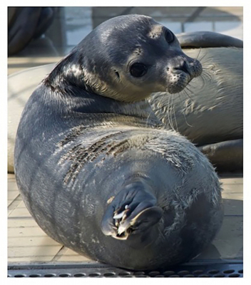 Seals have a sense of rhythm